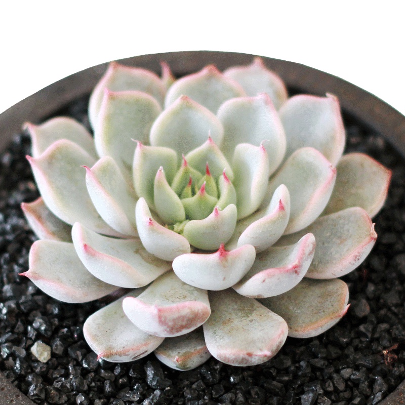 津沽园艺 多肉植物 比安特雪爪 耐旱好养 懒人绿植盆栽 1株