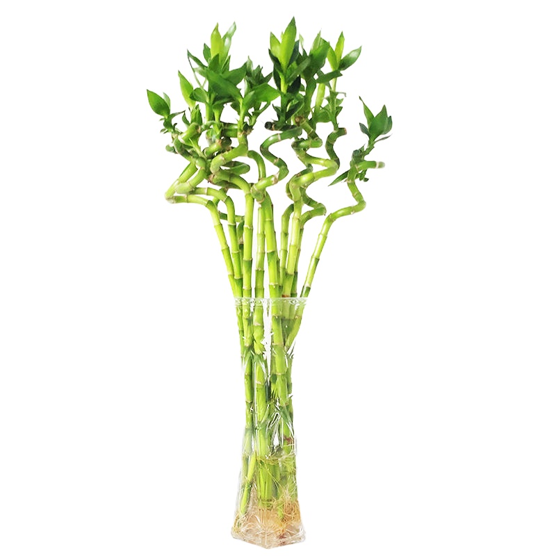 富贵竹水培植物观音竹盆栽花卉水养盆景客厅卧室净化空气绿植 竹50厘米10棵