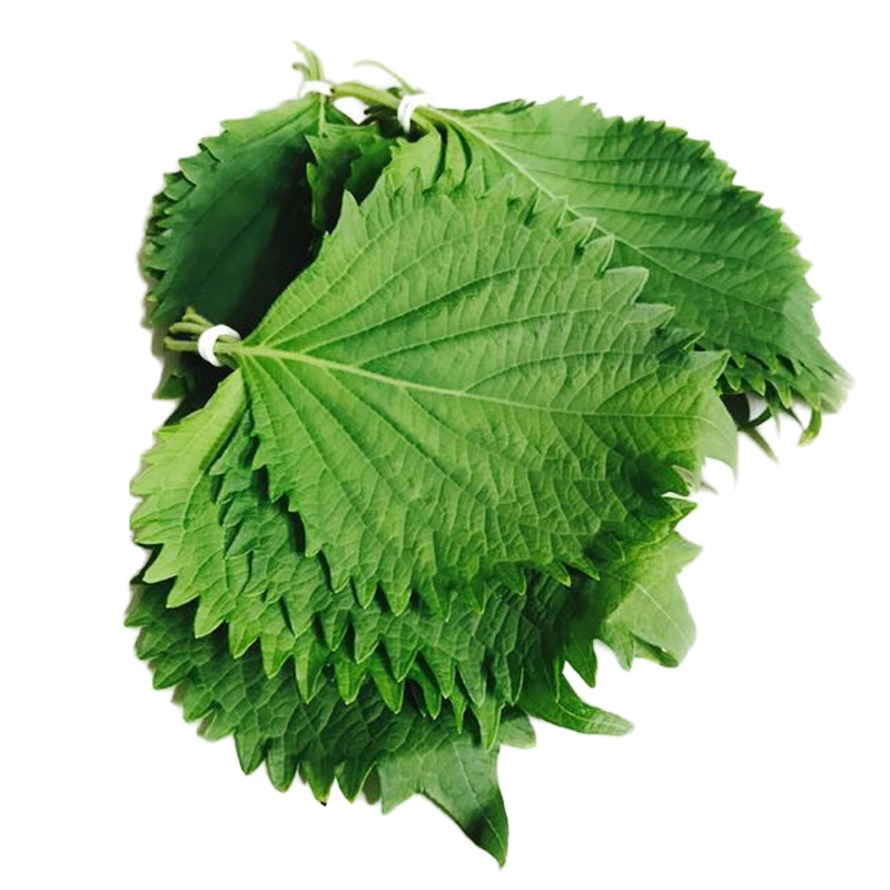 800g[顺丰]新鲜苏子叶韩国烤肉叶子料理蔬菜紫苏菜叶