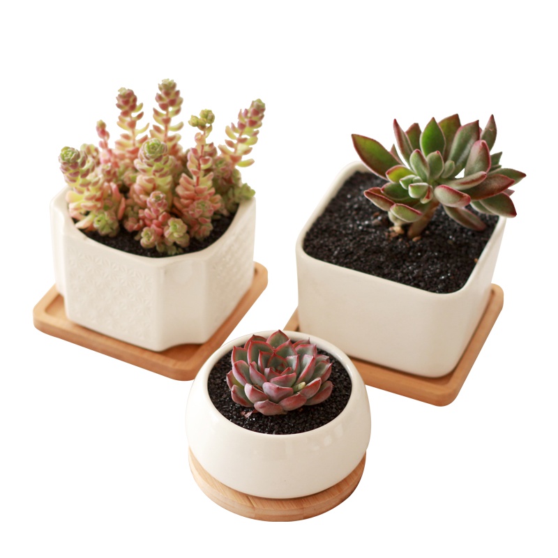 津沽园艺 白瓷花盆多肉植物陶瓷花盆 简约客厅桌面肉肉小花器 圆形带木托