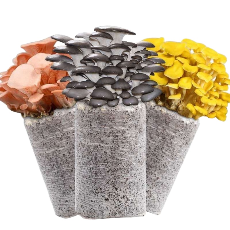 袋装桶装家庭阳台蘑菇菌包菌种食用菌平菇菌包菌棒多肉植物绿植花 品种随机发[一包]