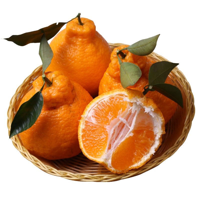 五个农民 蒲江不知火丑橘5斤中大果(70-80mm)坏果包赔产地直发