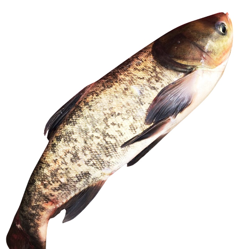 兴化大花鲢(斤)