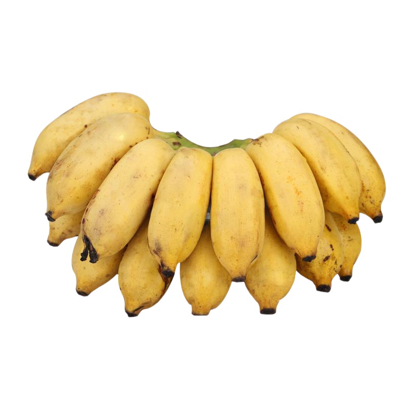 广西新鲜小米蕉易剥皮香蕉芭蕉当季特产水果5斤广西小米蕉水果新鲜当季小香蕉应季酸甜整带箱