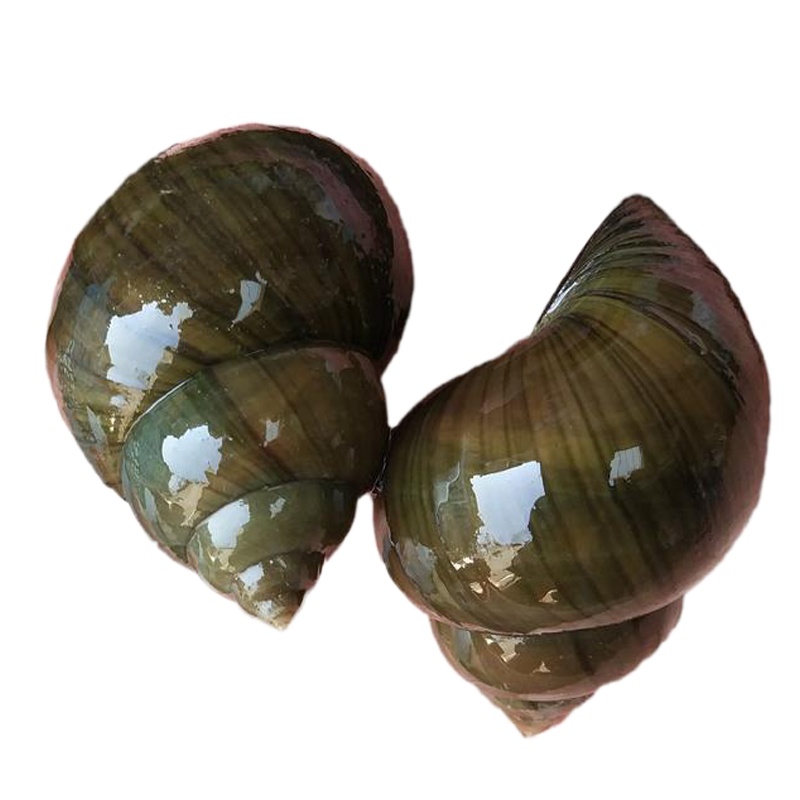 新鲜[ 3斤送半斤] 超大大田螺鲜活大螺蛳新鲜大泥螺