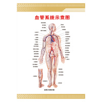 战兵卫 人体血管系统示意图