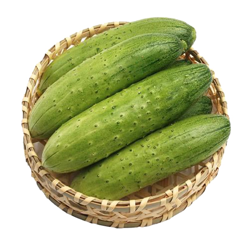 山东海阳旱黄瓜小黄瓜5斤