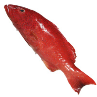 [四海生鲜] 东山岛现捕东星斑 (每条300-600g)红星斑红斑鱼 新鲜海鲜水产 500g