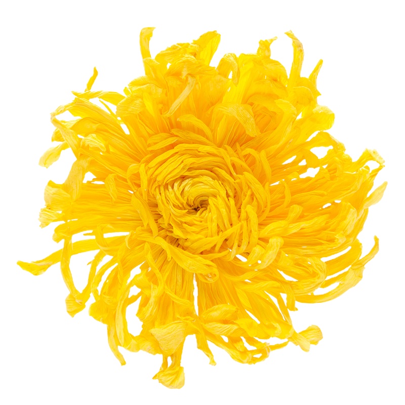 沁函菊花茶菊博士金丝皇菊花草茶 一朵一杯50朵/袋 小袋包装 携带方便