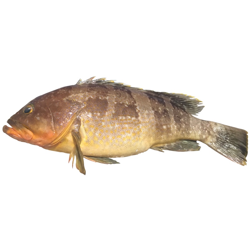 [国产][已通过核酸检测]沈志雄船长 东山岛海鲜有籽带膏小管鱿鱼笔管鱼海兔子4-7个/盒 1盒净重400g 拍2份更实惠