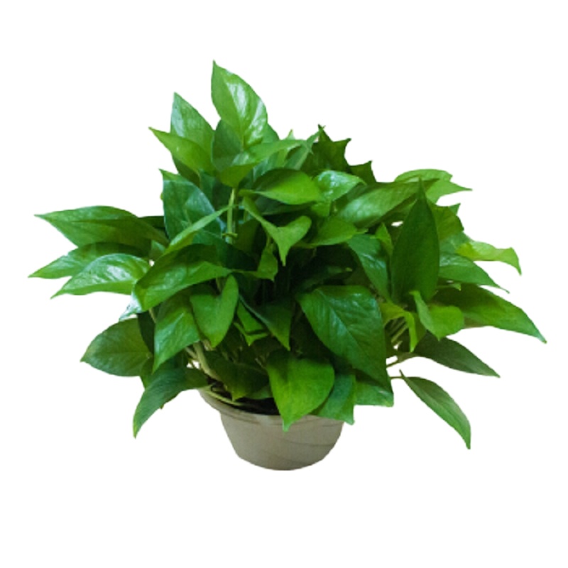 琳朗(LINLANG) 绿萝 去除甲醛植物盆栽 室内吸净化空气 两盆装