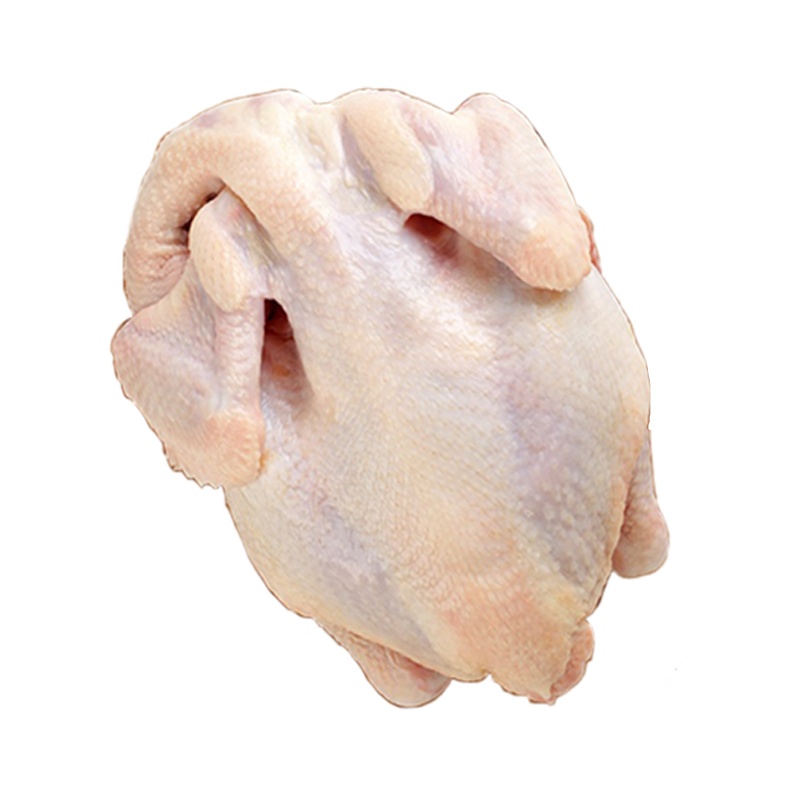 [土鸡中的战斗鸡]新疆昆仑山散养老母鸡 健康有劲