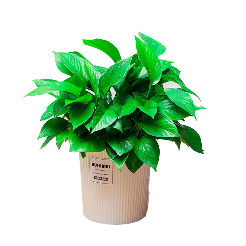 九千谷 绿萝套装送自动吸水盆绿植盆栽盆景