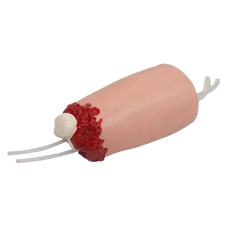 蓝蝶(Blue butterfly) 教学模具 HL/C3008 300*100*80mm