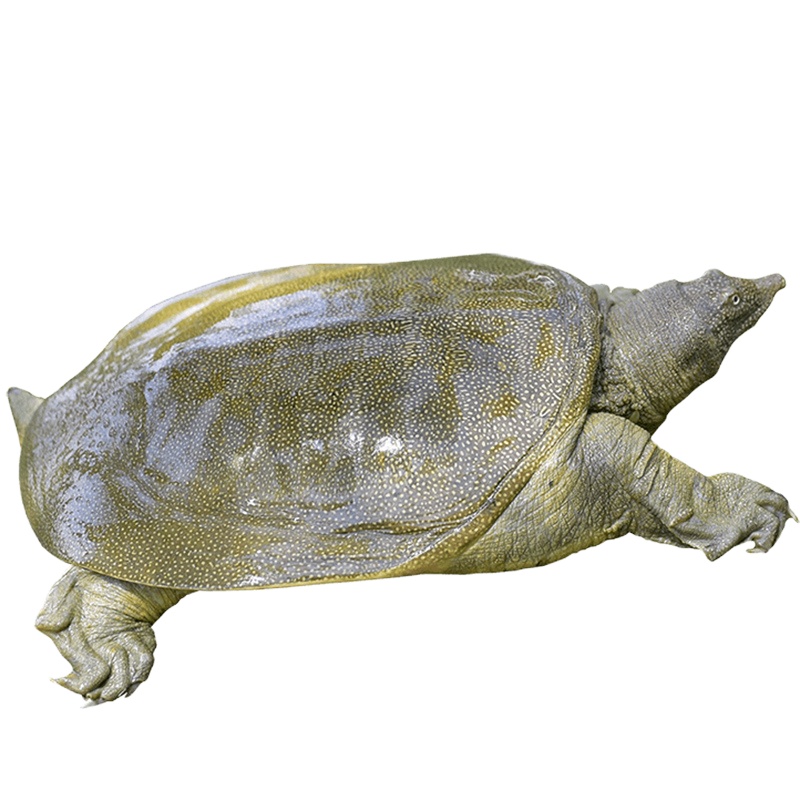 3斤生态外塘大甲鱼母野外放养鳖生长鲜活体团鱼水鱼脚鱼青黄