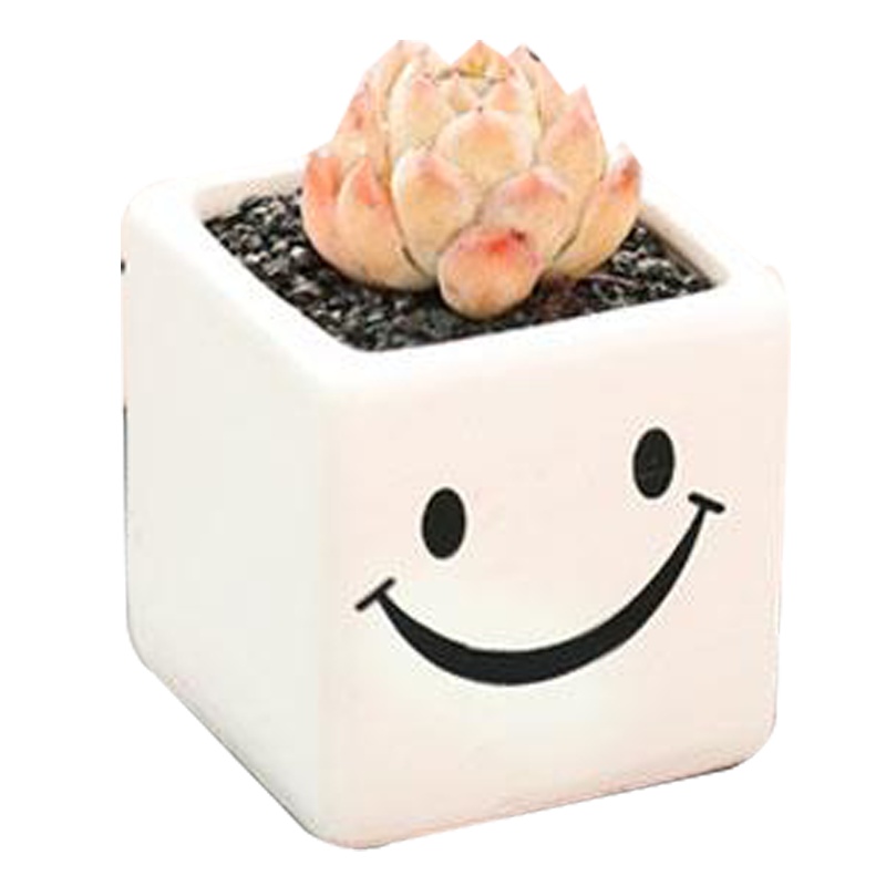 多肉花盆陶瓷创意复古个性植物粗陶室内小花盆大口径古达花盆容器往事如风五个