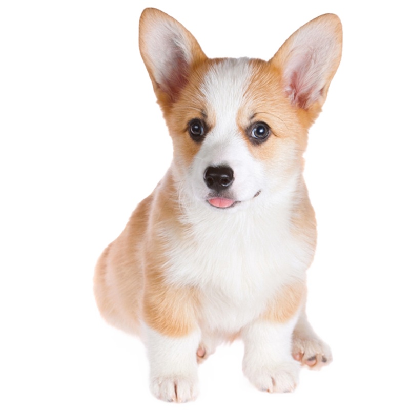 柯基犬幼犬 柯基狗狗活体 纯种血统级双色三色柯基犬小狗 贵族矮脚骑士断尾迷人柯基小体柯基可视频挑选