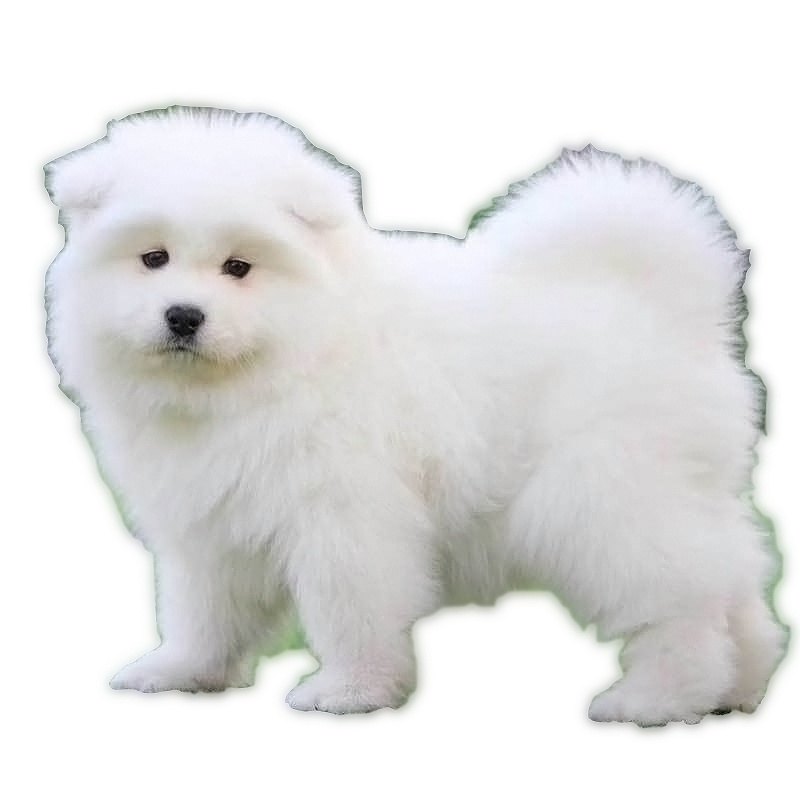 多多名宠 萨摩耶犬 萨摩耶 微笑天使 狗狗