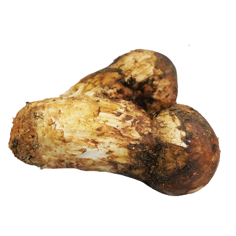 云南香格里拉 出口级新鲜野生松茸 当日新鲜采摘 顺丰空运 未开伞5-7cm 250g