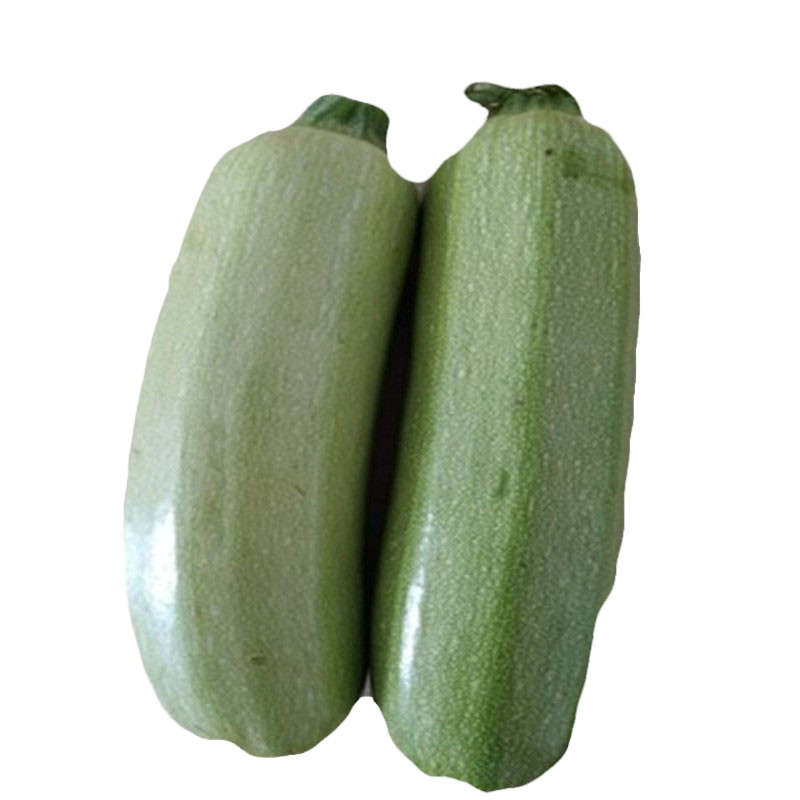 博多客新鲜西葫芦农家种植新鲜蔬菜2500g