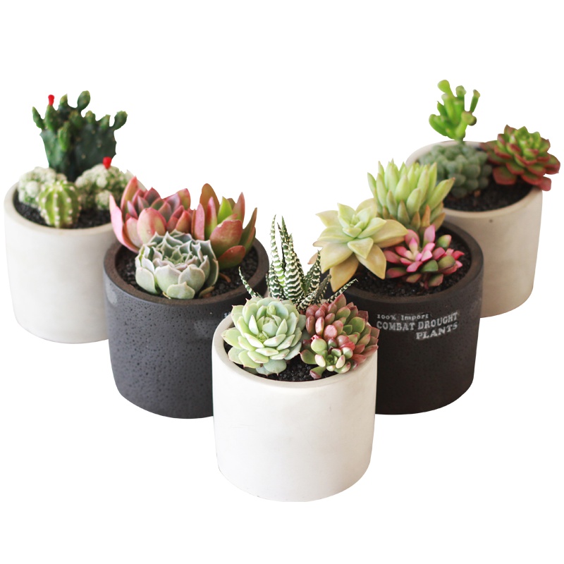 津沽园艺 多肉套装 B款水泥多肉组合 送多肉营养土 铺面金刚砂 桌面创意盆栽 1套