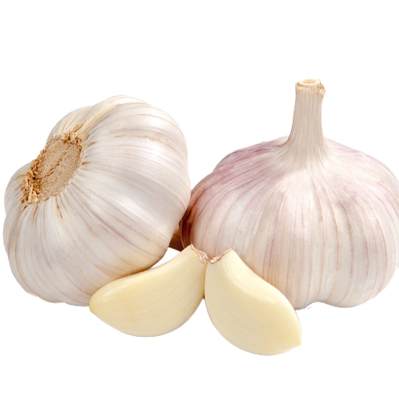 [西沛生鲜]当季云南新鲜紫皮独头蒜 直径1.8-2.4cm 净重5斤 精选新蒜独头蒜 西沛