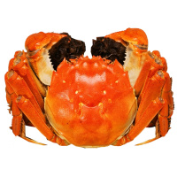 餐中王大闸蟹鲜活大闸蟹公蟹3.5两母蟹2.5两8只活蟹苏州水产品