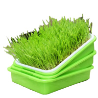 花样汇 沁欣QINSION 益智魔术花盆