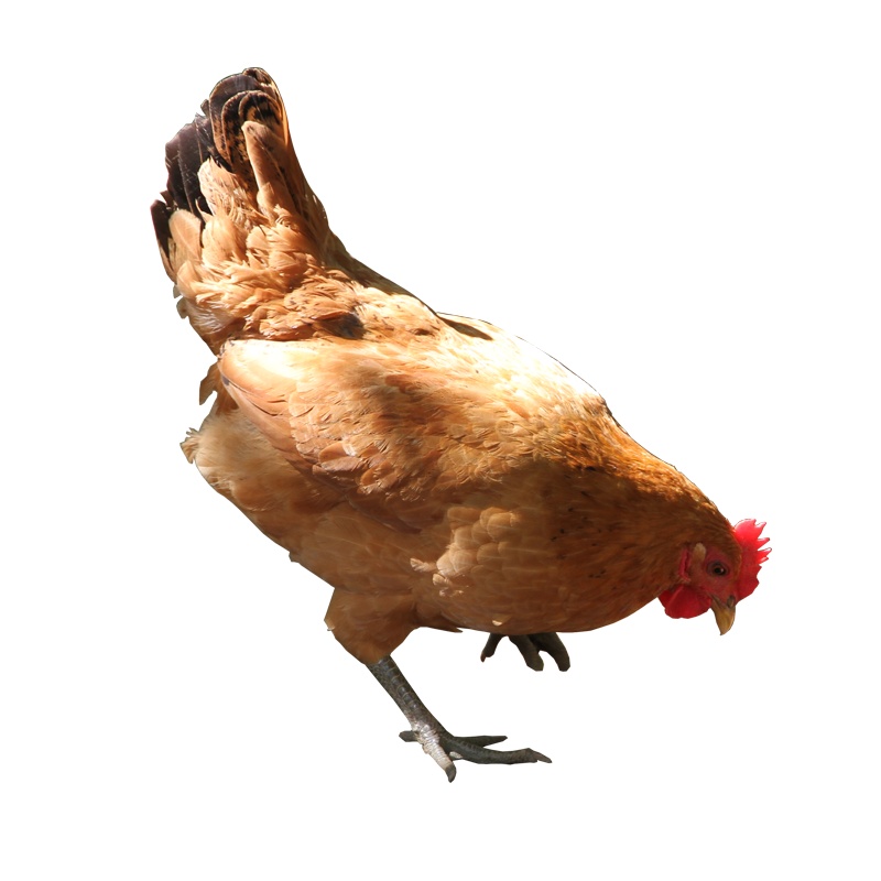 浩天佳园老母鸡土鸡农家放养走地散养现杀新鲜保证孕妇月子滋补551天