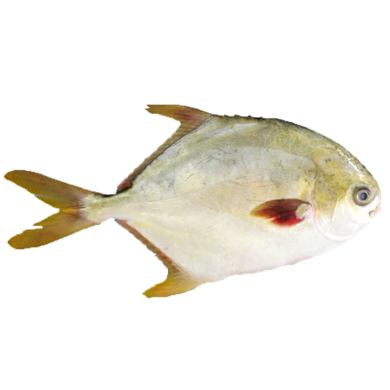 【四海生鲜】东山岛金鲳鱼 1只800g左右渔船现捕鲳鱼 新鲜活冻海鲜水产