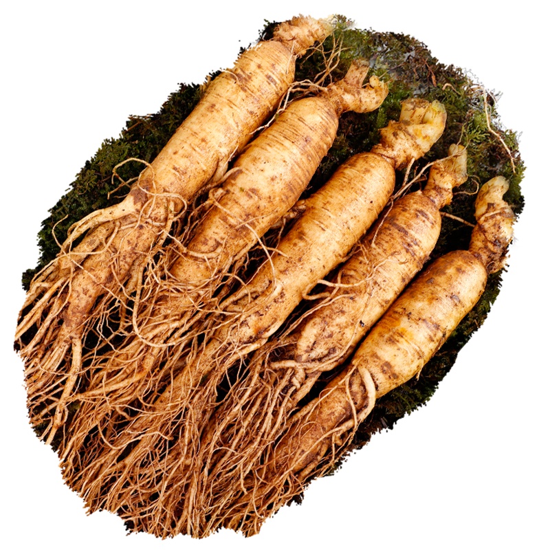 青源堂 新鲜人参5-6支250克东北长白山现挖鲜参人参泡酒煲汤