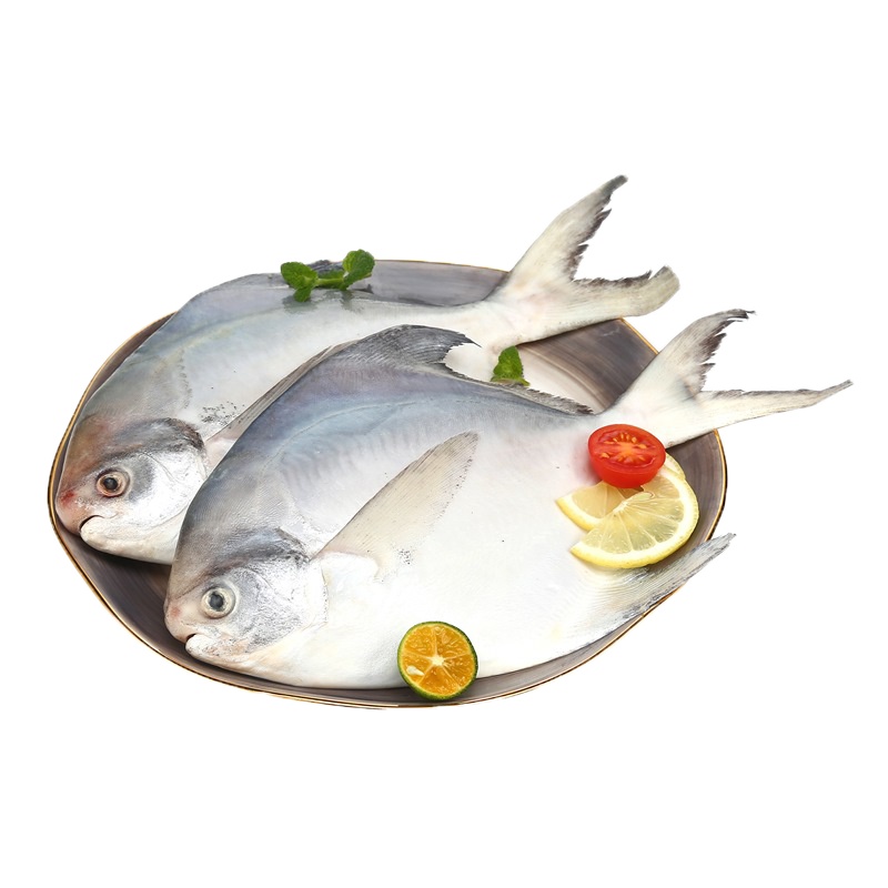 [四海生鲜] 东山岛海捕银鲳鱼(2条)白鲳鱼现捕活冻大白鲳 新鲜海鲜水产 500g