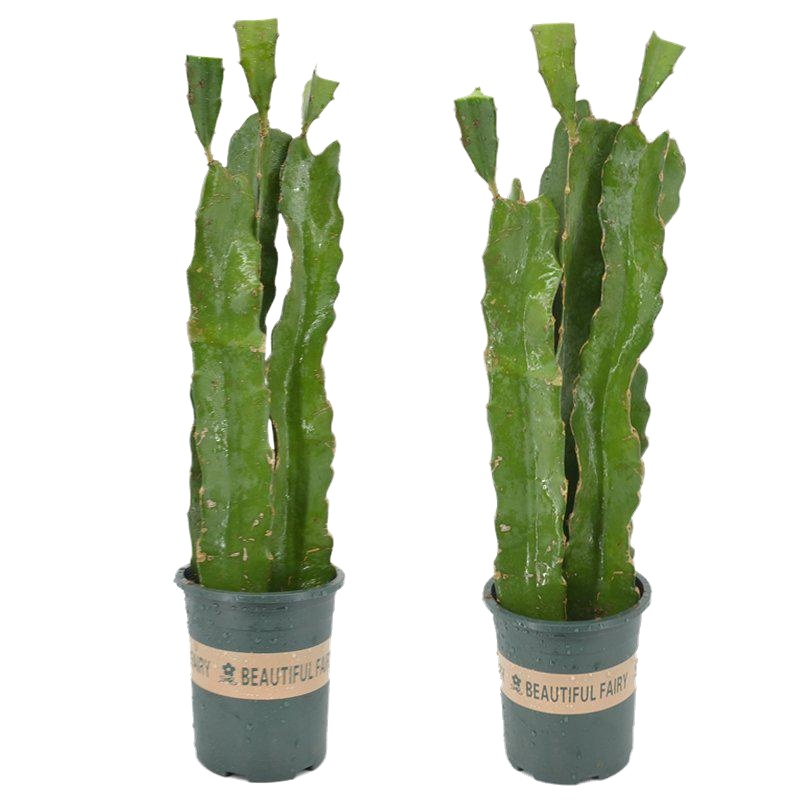 [买2送1]四季红心火龙果苗红肉火龙果树苗盆栽当年结果地栽苗