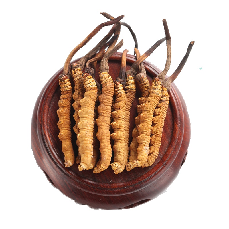 [10克以上升级礼盒装]同庆和堂 冬虫夏草 高海拔野生一级品质 青海虫草 2根/克 1克 礼盒装