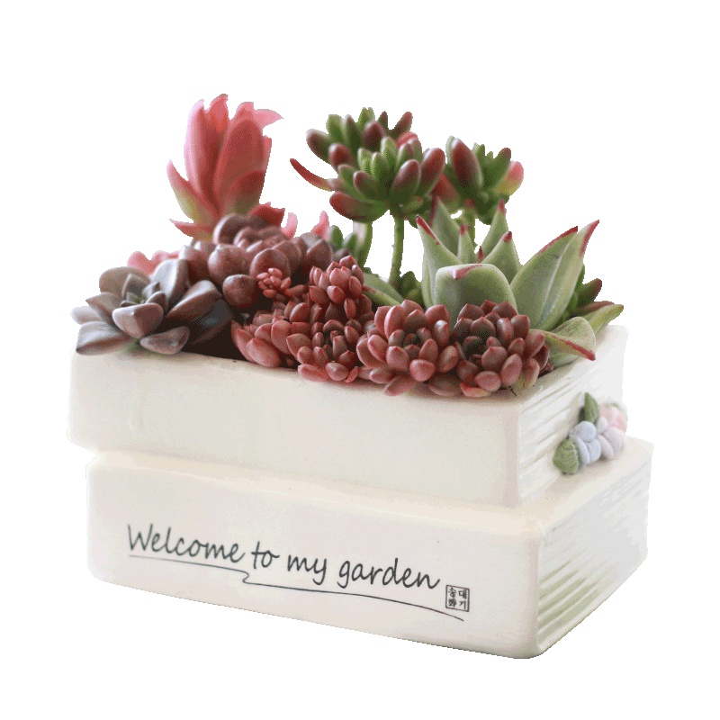 津沽园艺 多肉植物 瓦松 易群生 老桩 秀女 昭和 爪莲华花卉 萌绿植 1株 高约4-5cm