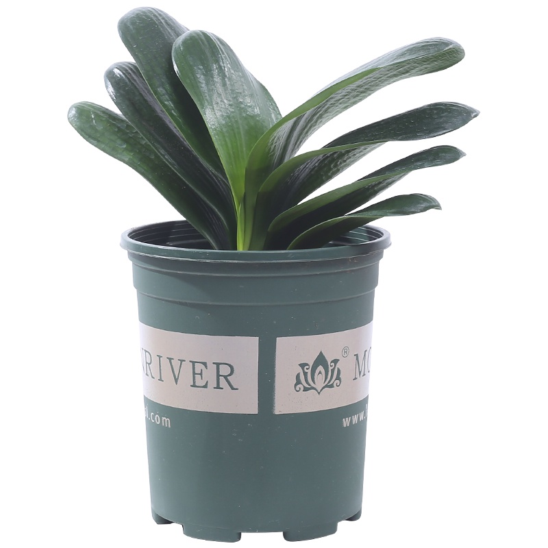 君子兰植物兰花室内净化空气花卉办公室盆栽绿植鲜花办公桌