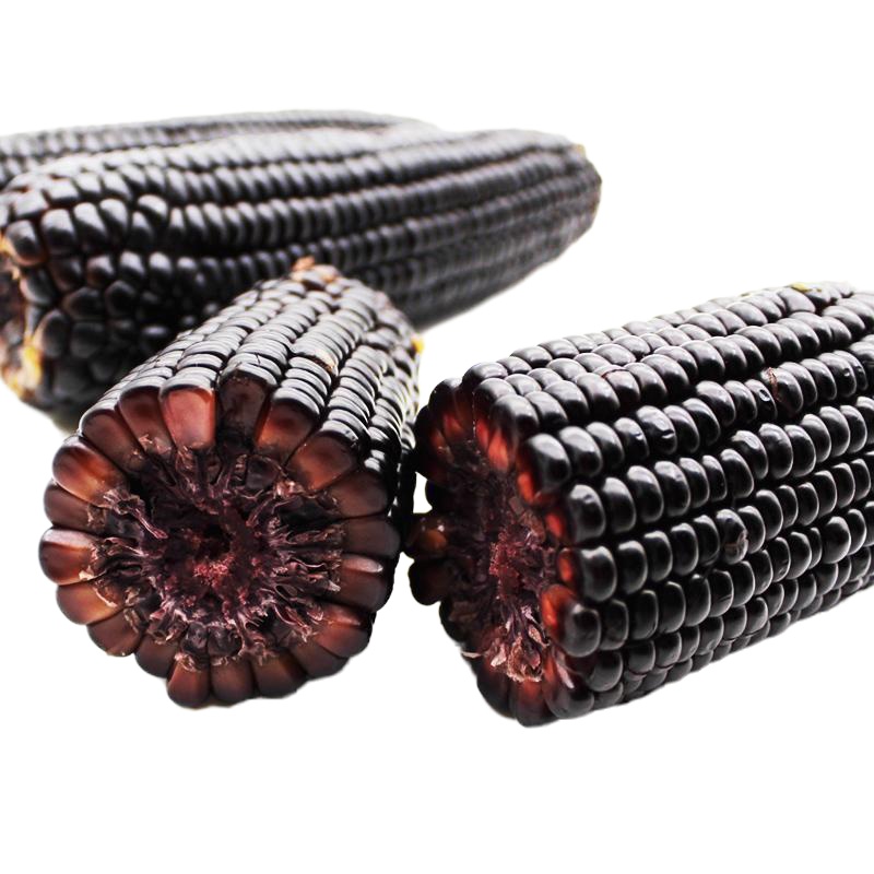 博多客东北特产新鲜甜糯黑玉米糯玉米棒14根紫玉米粘苞米ym