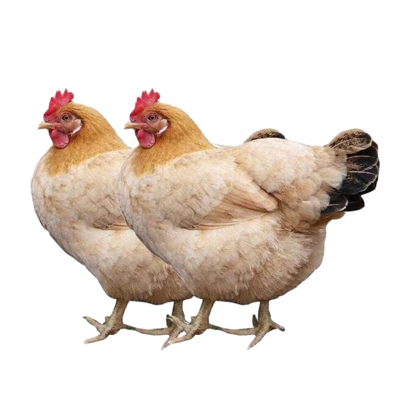 [2年老母鸡]正宗2年土鸡农家散养老母鸡草鸡整鸡柴鸡鸡肉整只 两只特惠装