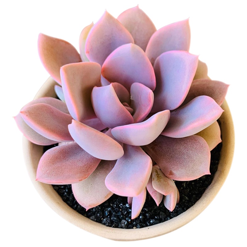 津沽园艺 花卉绿植盆栽 多肉套装 黛比肉肉 拇指陶瓷盆 多肉营养土 铺面金刚砂 桌面创意盆栽 1套