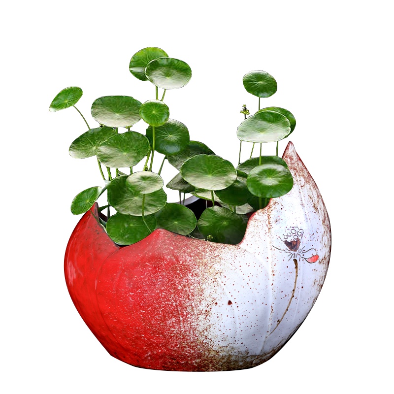 一叶莲碗莲水培花盆无孔大号绿萝水仙花盆铜钱草容器多肉花盆