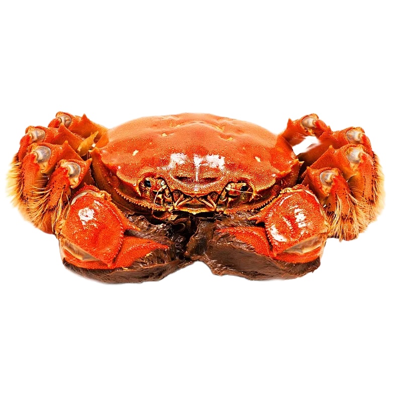 礼券 秋膏 大闸蟹铂金1988型 公蟹4.5两 /只 母蟹3.5两 /只 4对8只装 礼品卡大闸蟹券3