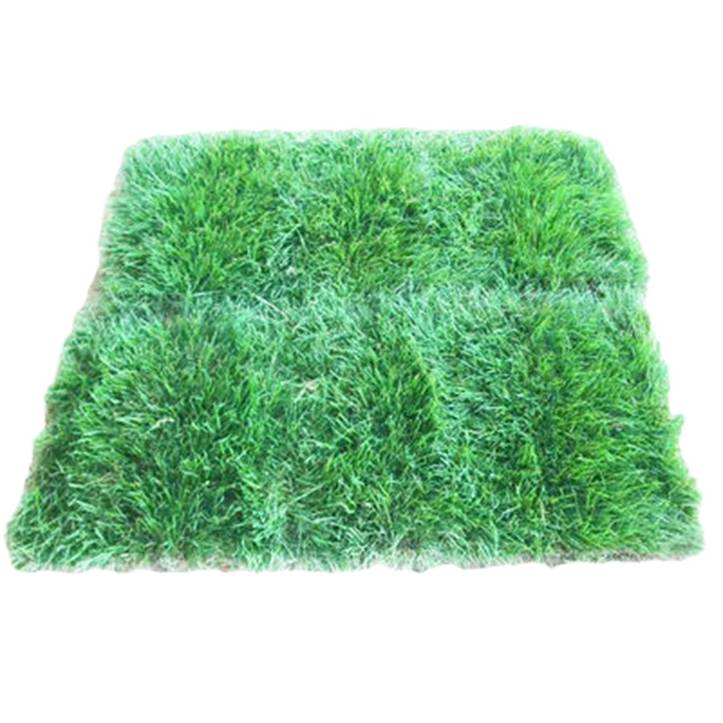 带泥土真草皮果岭草带土草皮