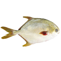 【四海生鲜】 东山岛金鲳鱼1只500g左右 渔船现捕鲳鱼 新鲜活冻海鲜水产