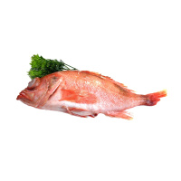 深海红鱼/条 约600g 顺丰 深海红鱼 新鲜冷冻水产深海鱼 石斑红鱼