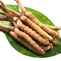 半山农 冬虫夏草 西藏那曲高海拔虫草 精选品质 10根/1.2克 1克盒装 干度足无断草