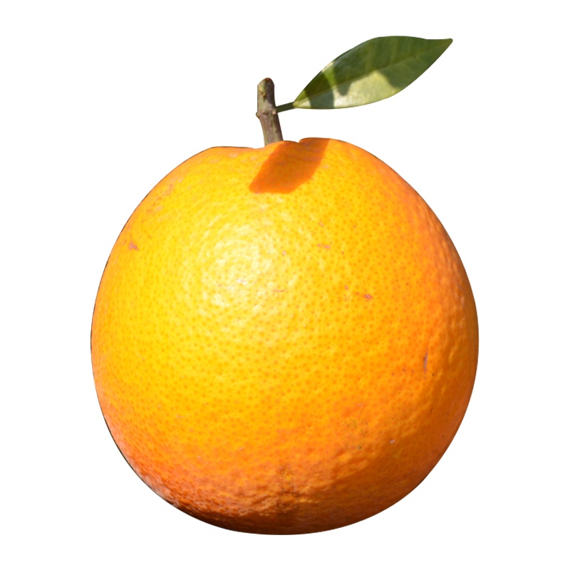 橙鄉三百山赣南脐橙现采脐橙