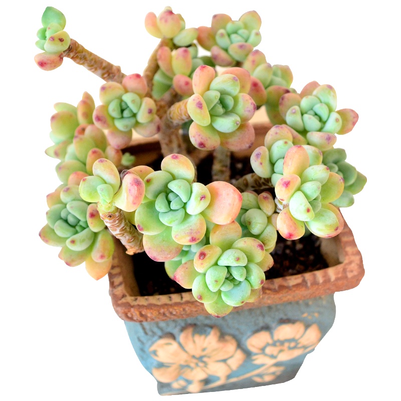 津沽园艺 花卉绿植盆栽花卉 多肉植物老桩多品种可选棵不含盆