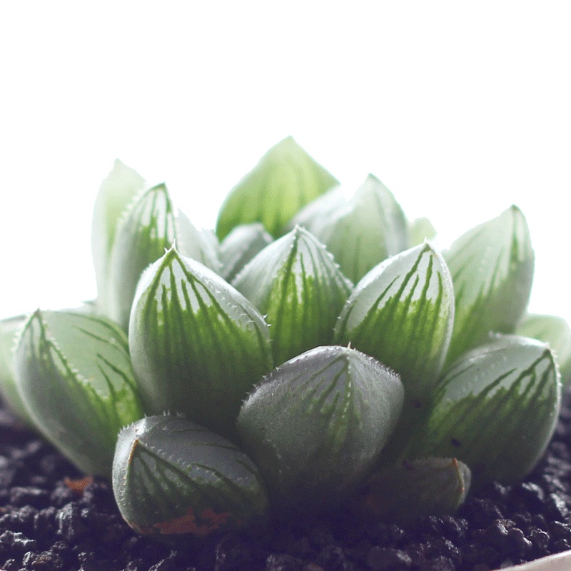 津沽园艺 多肉植物 赤狐玉露 冠幅约4-5cm 晶莹剔透 玉露系列 十二卷属多肉 单株苗不含盆土