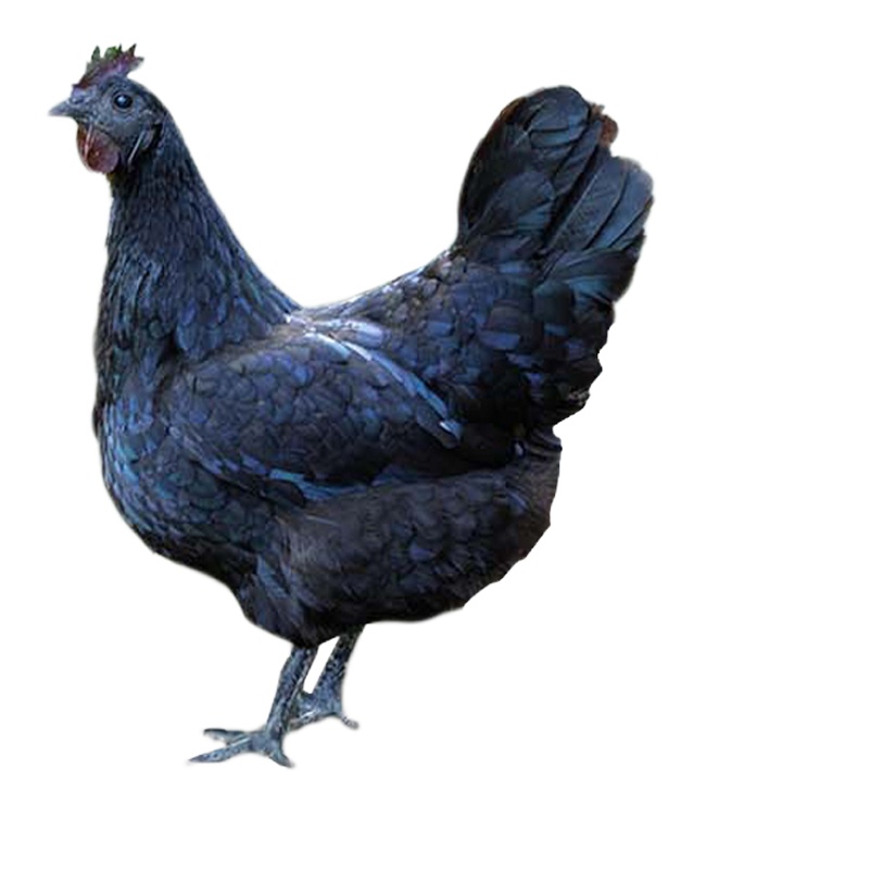 正宗农家散养乌鸡土鸡草鸡老母鸡笨鸡月子鸡柴鸡乌骨鸡 乌鸡*1只(一只净重1000克左右)