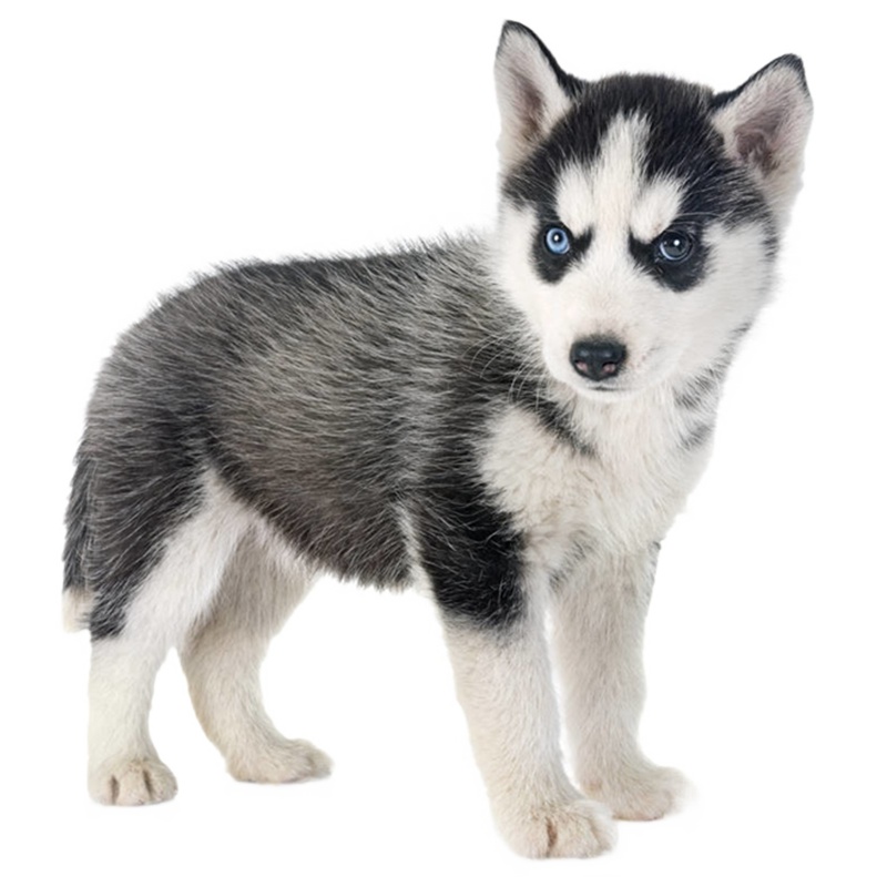 [点点宠物]宠物狗狗拉布拉多犬幼犬 纯种血统级短毛拉布拉多导盲犬 赛级大骨架高智商拉布 家养宠物狗 可视频挑选 包健康